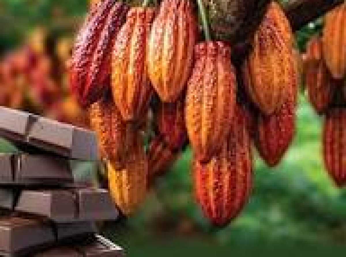 NPP slams government over "unlawful" GH¢2,650 cocoa producer price for 2026/27 season